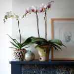 Best Pots for Orchids